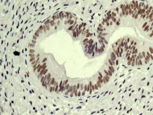 Western blot - Anti-XAB2 antibody [EPR8971] (AB180181)