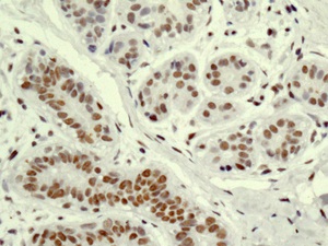 Immunohistochemistry (Formalin/PFA-fixed paraffin-embedded sections) - Anti-XAB2 antibody [EPR8971] - BSA and Azide free (AB250183)