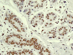 Immunohistochemistry (Formalin/PFA-fixed paraffin-embedded sections) - Anti-XAB2 antibody [EPR8971] - BSA and Azide free (AB250183)