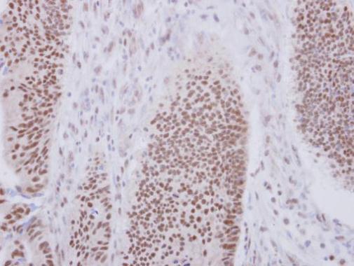 Immunohistochemistry (Formalin/PFA-fixed paraffin-embedded sections) - Anti-XAB2 antibody - N-terminal (AB228006)