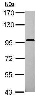 Western blot - Anti-XAB2 antibody - N-terminal (AB228006)