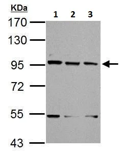 Western blot - Anti-XAB2 antibody - N-terminal (AB228006)
