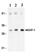Western blot - Anti-XAF1 antibody (AB17204)