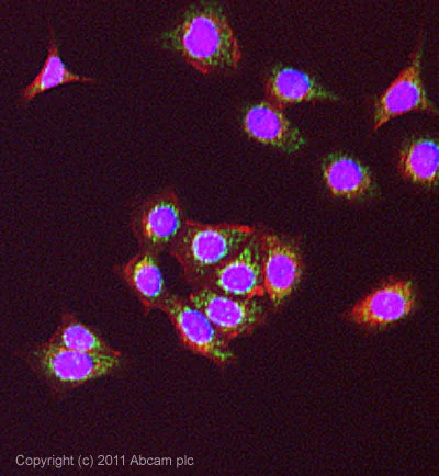 Immunocytochemistry/ Immunofluorescence - Anti-XAF1 antibody (AB81353)