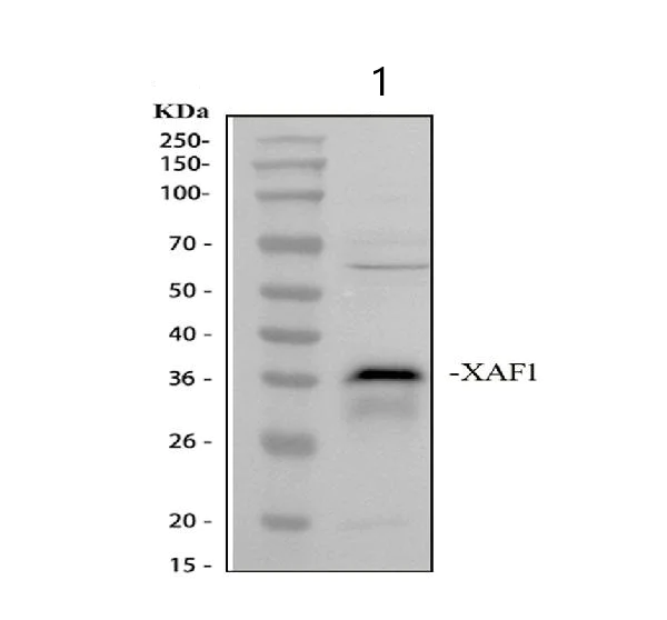 Western blot - Anti-XAF1 antibody (AB81353)