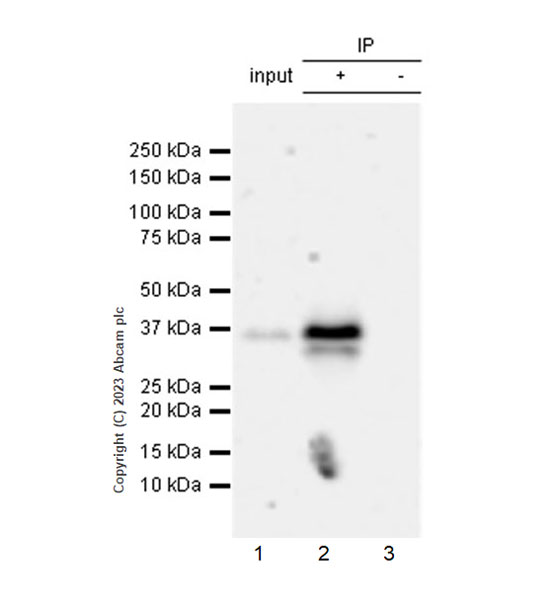 Immunoprecipitation - Anti-XAF1 antibody [EPR26960-175] - BSA and Azide free (AB313880), expandable thumbnail