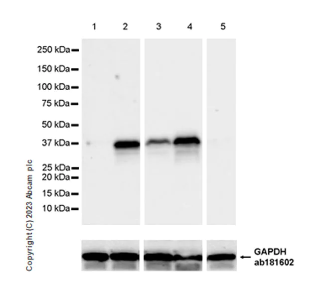 Western blot - Anti-XAF1 antibody [EPR26960-175] - BSA and Azide free (AB313880)