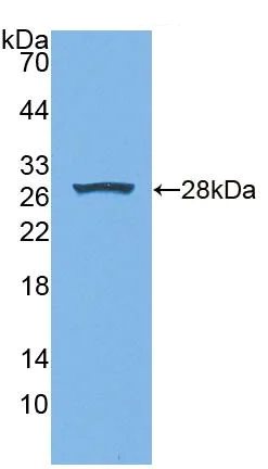 Western blot - Anti-Xanthine Oxidase antibody (AB231316)