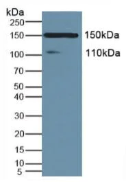 Western blot - Anti-Xanthine Oxidase antibody (AB231316)