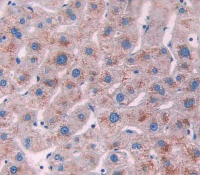 Immunohistochemistry (Formalin/PFA-fixed paraffin-embedded sections) - Anti-Xanthine Oxidase antibody (AB233148)