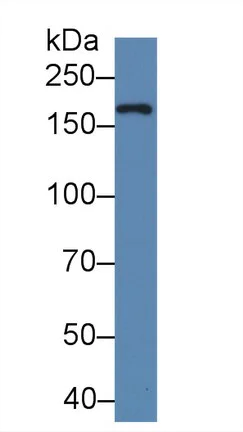 Western blot - Anti-Xanthine Oxidase antibody (AB233148)