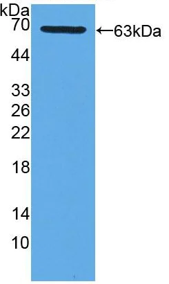 Western blot - Anti-Xanthine Oxidase antibody (AB233148)