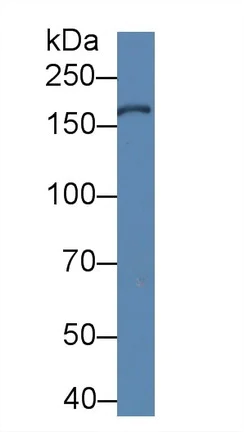 Western blot - Anti-Xanthine Oxidase antibody (AB233148)