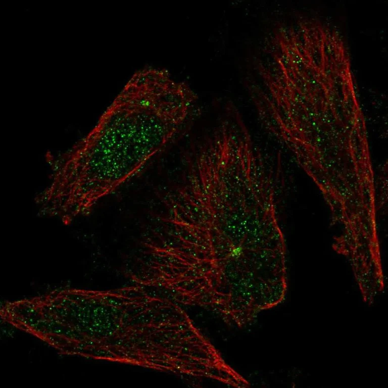 Immunocytochemistry/ Immunofluorescence - Anti-Xanthine Oxidase antibody (AB262927)