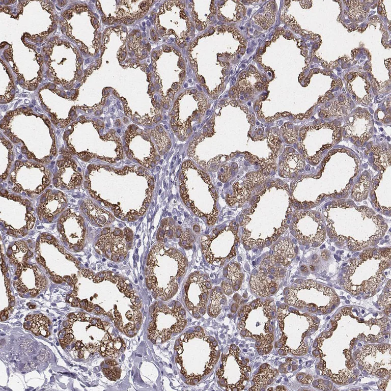 Immunohistochemistry (Formalin/PFA-fixed paraffin-embedded sections) - Anti-Xanthine Oxidase antibody (AB262927)