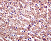 Immunohistochemistry (Formalin/PFA-fixed paraffin-embedded sections) - Anti-Xanthine Oxidase antibody [EPR4605] (AB109235)