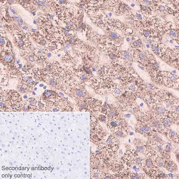 Immunohistochemistry (Formalin/PFA-fixed paraffin-embedded sections) - Anti-Xanthine Oxidase antibody [EPR4605] (AB109235)