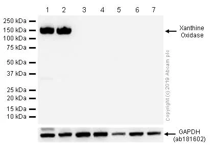 Western blot - Anti-Xanthine Oxidase antibody [EPR4605] (AB109235)