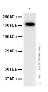 Western blot - Anti-Xanthine Oxidase antibody [EPR4605] (AB109235)