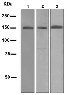 Western blot - Anti-Xanthine Oxidase antibody [EPR4605] (AB109235)