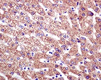Immunohistochemistry (Formalin/PFA-fixed paraffin-embedded sections) - Anti-Xanthine Oxidase antibody [EPR4605] - BSA and Azide free (AB246338)