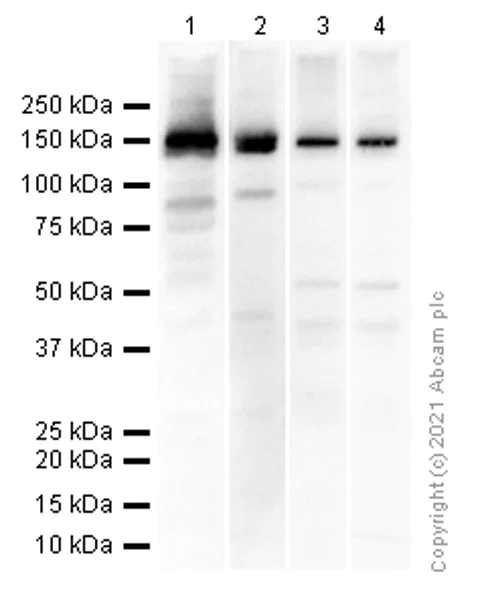 Western blot - Anti-Xanthine Oxidase antibody [EPR4606] - BSA and Azide free (AB248434)