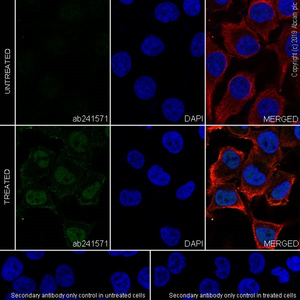 Immunocytochemistry/ Immunofluorescence - Anti-XBP1 antibody [143F] (AB241571)