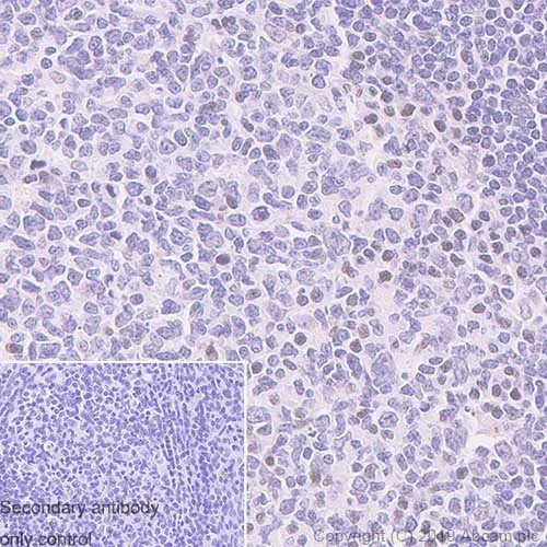 Immunohistochemistry (Formalin/PFA-fixed paraffin-embedded sections) - Anti-XBP1 antibody [143F] (AB241571)