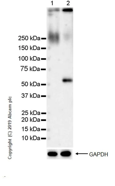 Western blot - Anti-XBP1 antibody [143F] (AB241571)
