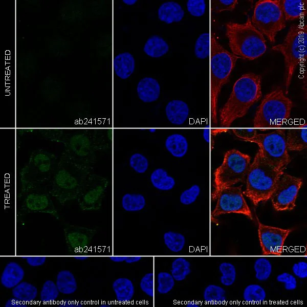 Immunocytochemistry/ Immunofluorescence - Anti-XBP1 antibody [143F] - BSA and Azide free (AB252780)