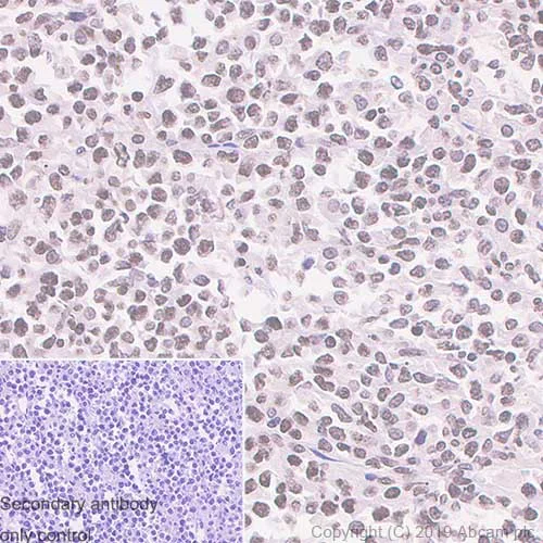 Immunohistochemistry (Formalin/PFA-fixed paraffin-embedded sections) - Anti-XBP1 antibody [143F] - BSA and Azide free (AB252780)