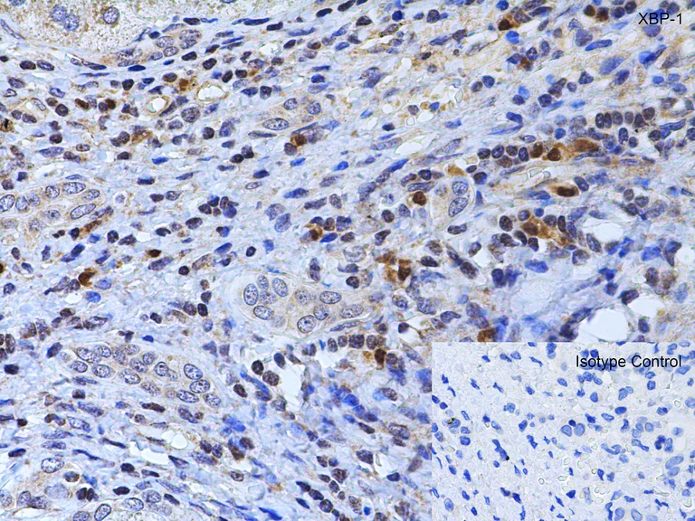 Immunohistochemistry (Formalin/PFA-fixed paraffin-embedded sections) - Anti-XBP1 antibody (AB37152)