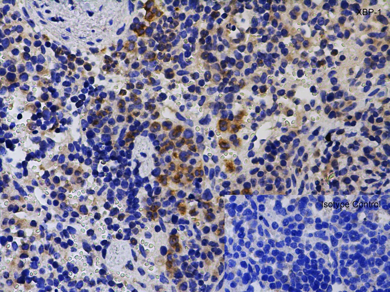 Immunohistochemistry (Formalin/PFA-fixed paraffin-embedded sections) - Anti-XBP1 antibody (AB37152)