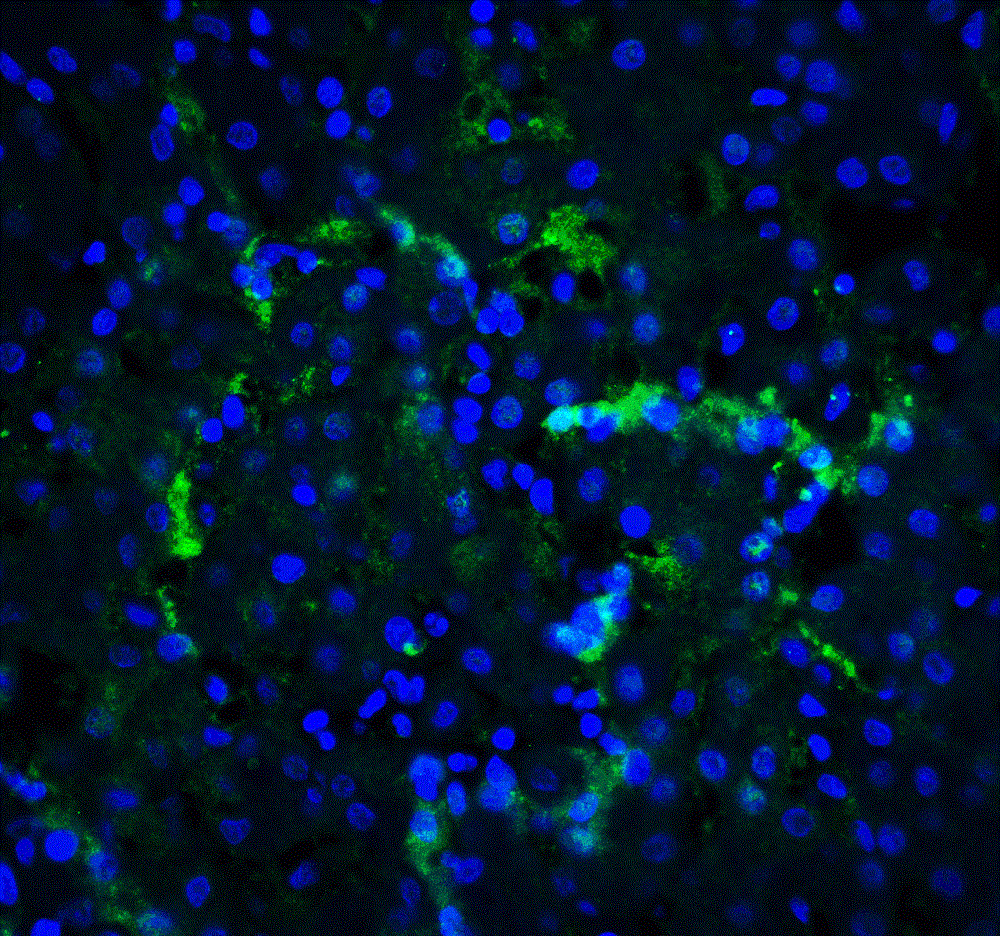 Immunohistochemistry (PFA fixed) - Anti-XBP1 antibody (AB37152), expandable thumbnail