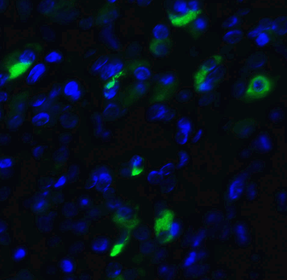 Immunohistochemistry (PFA fixed) - Anti-XBP1 antibody (AB37152), expandable thumbnail