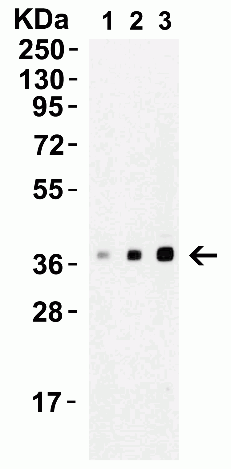 Western blot - Anti-XBP1 antibody (ab37152), expandable thumbnail