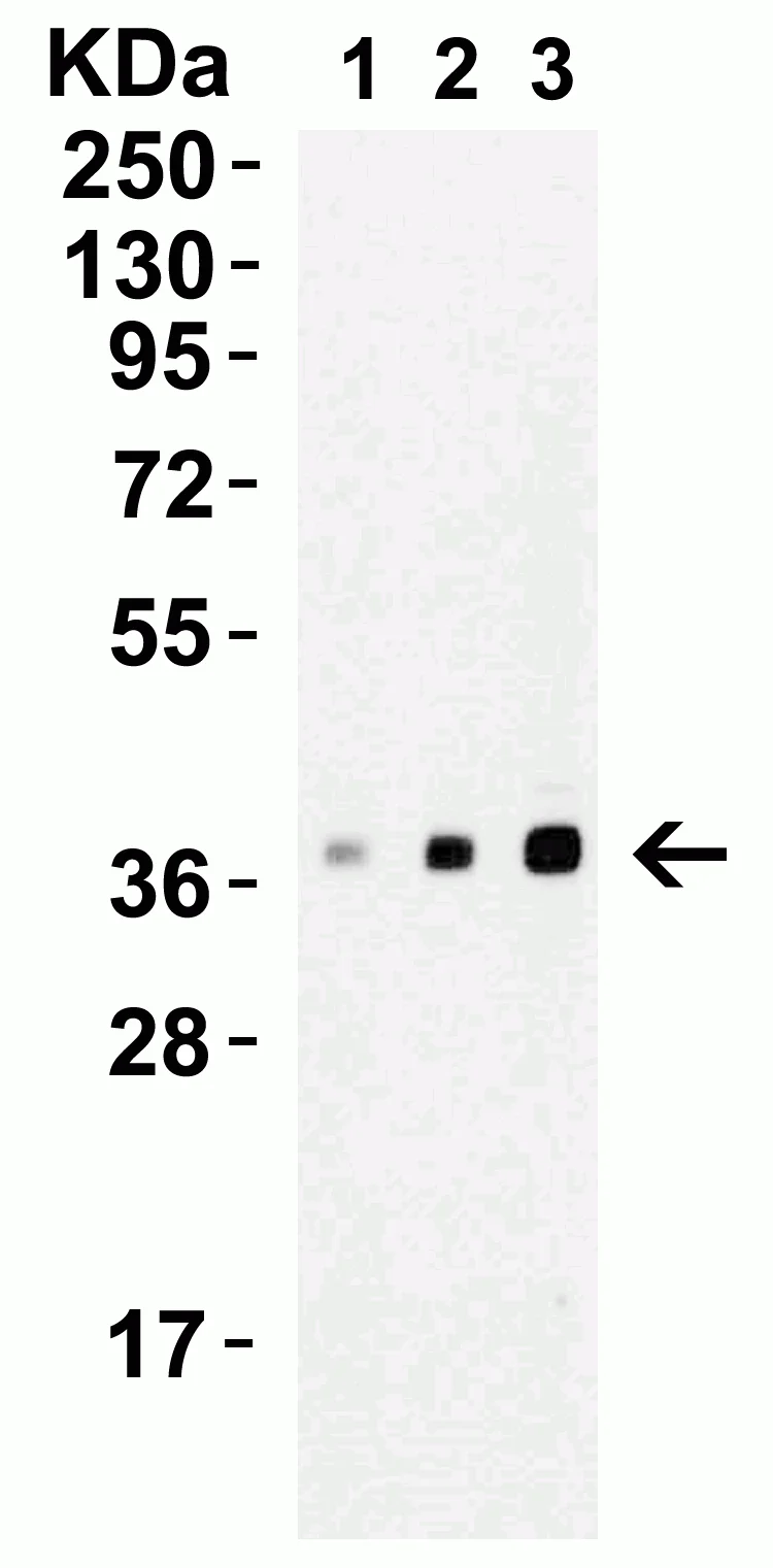 Western blot - Anti-XBP1 antibody (AB37152)