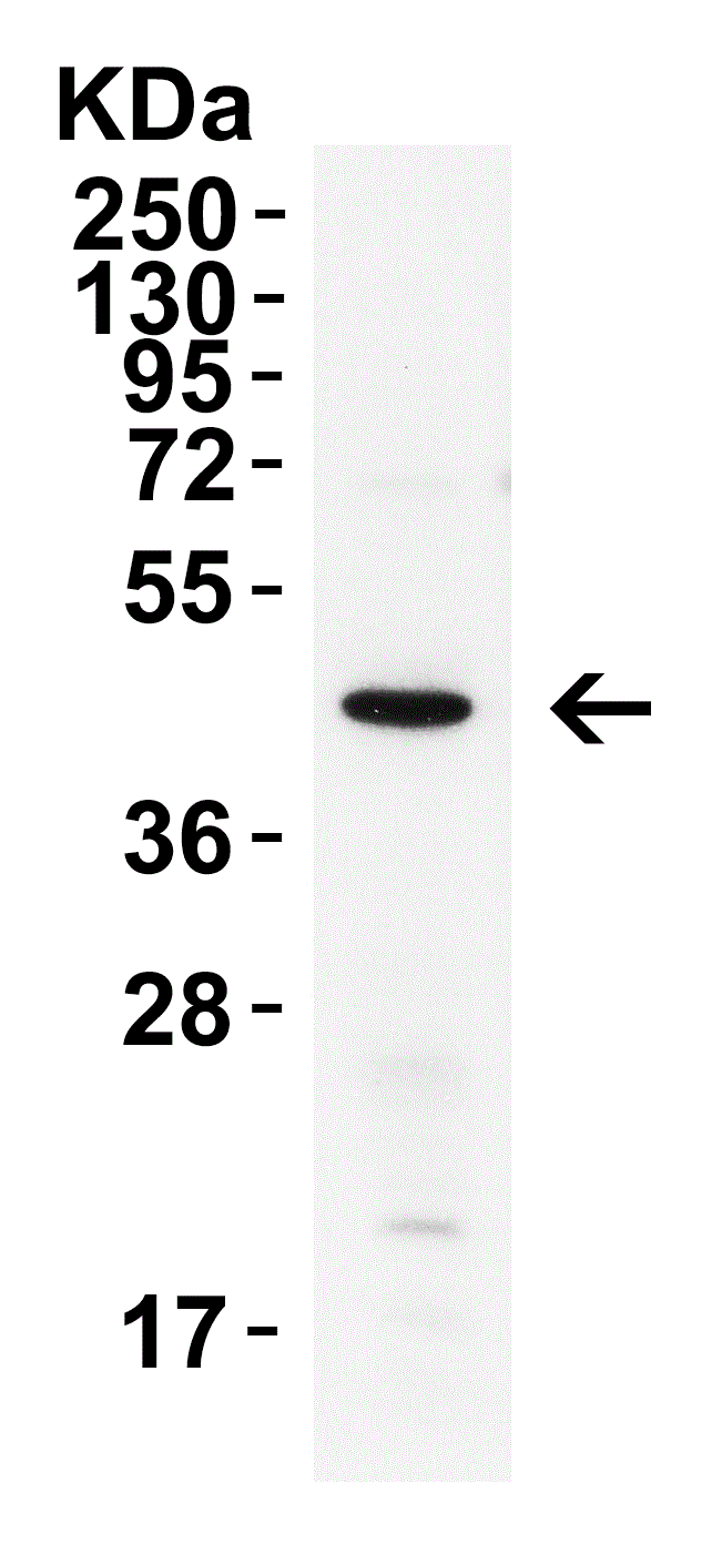 Western blot - Anti-XBP1 antibody (ab37152), expandable thumbnail
