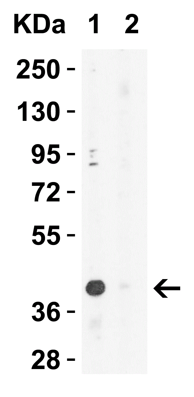 Western blot - Anti-XBP1 antibody (ab37152), expandable thumbnail