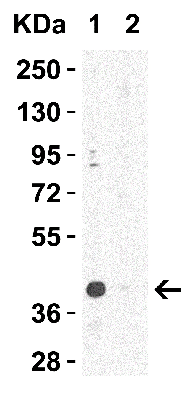 Western blot - Anti-XBP1 antibody (AB37152)