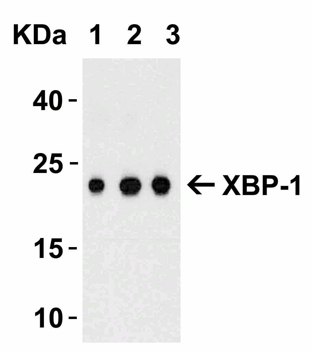Western blot - Anti-XBP1 antibody (ab37152), expandable thumbnail