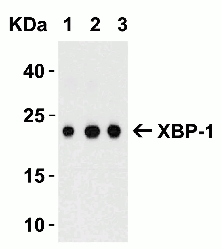 Western blot - Anti-XBP1 antibody (AB37152)