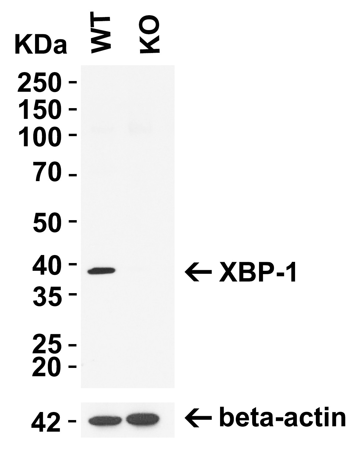 Western blot - Anti-XBP1 antibody (ab37152), expandable thumbnail