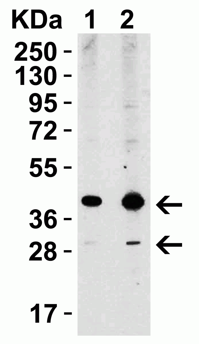 Western blot - Anti-XBP1 antibody (AB37152), expandable thumbnail