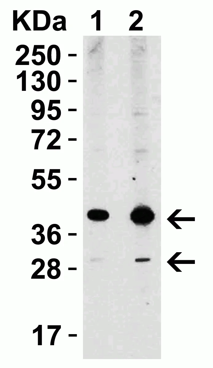 Western blot - Anti-XBP1 antibody (AB37152)
