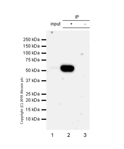 Immunoprecipitation - Anti-XBP1 antibody [EPR22004] (AB220783)