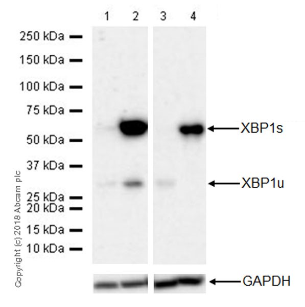 Western blot - Anti-XBP1 antibody [EPR22004] (AB220783), expandable thumbnail