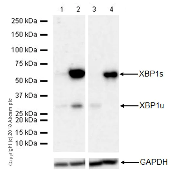 Western blot - Anti-XBP1 antibody [EPR22004] (AB220783)