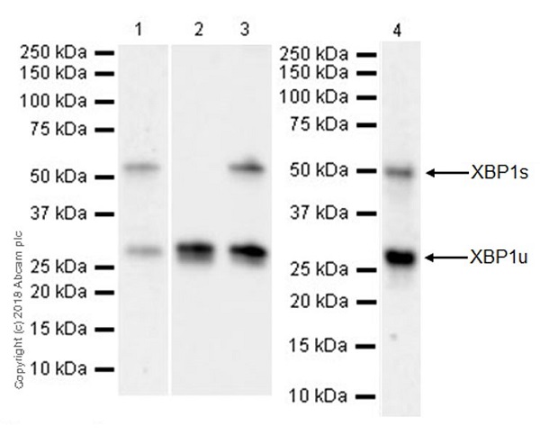 Western blot - Anti-XBP1 antibody [EPR22004] (AB220783), expandable thumbnail