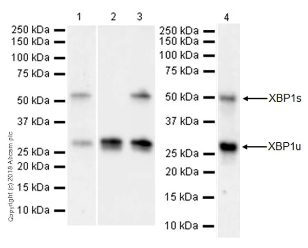 Western blot - Anti-XBP1 antibody [EPR22004] (AB220783)
